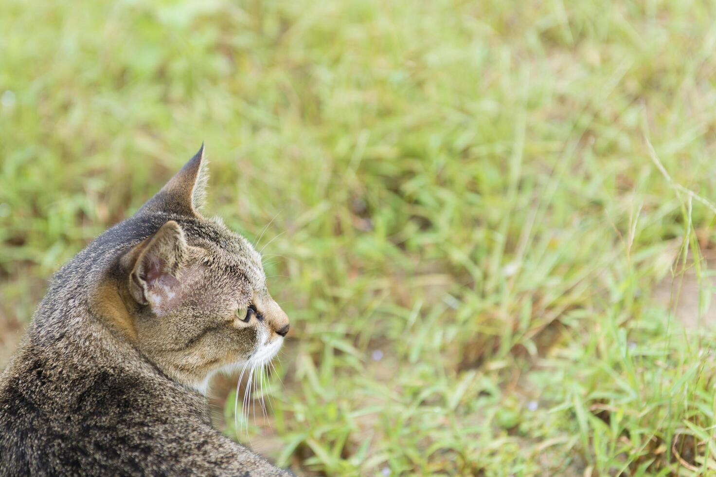 Cat looking to green grass on nature background photo