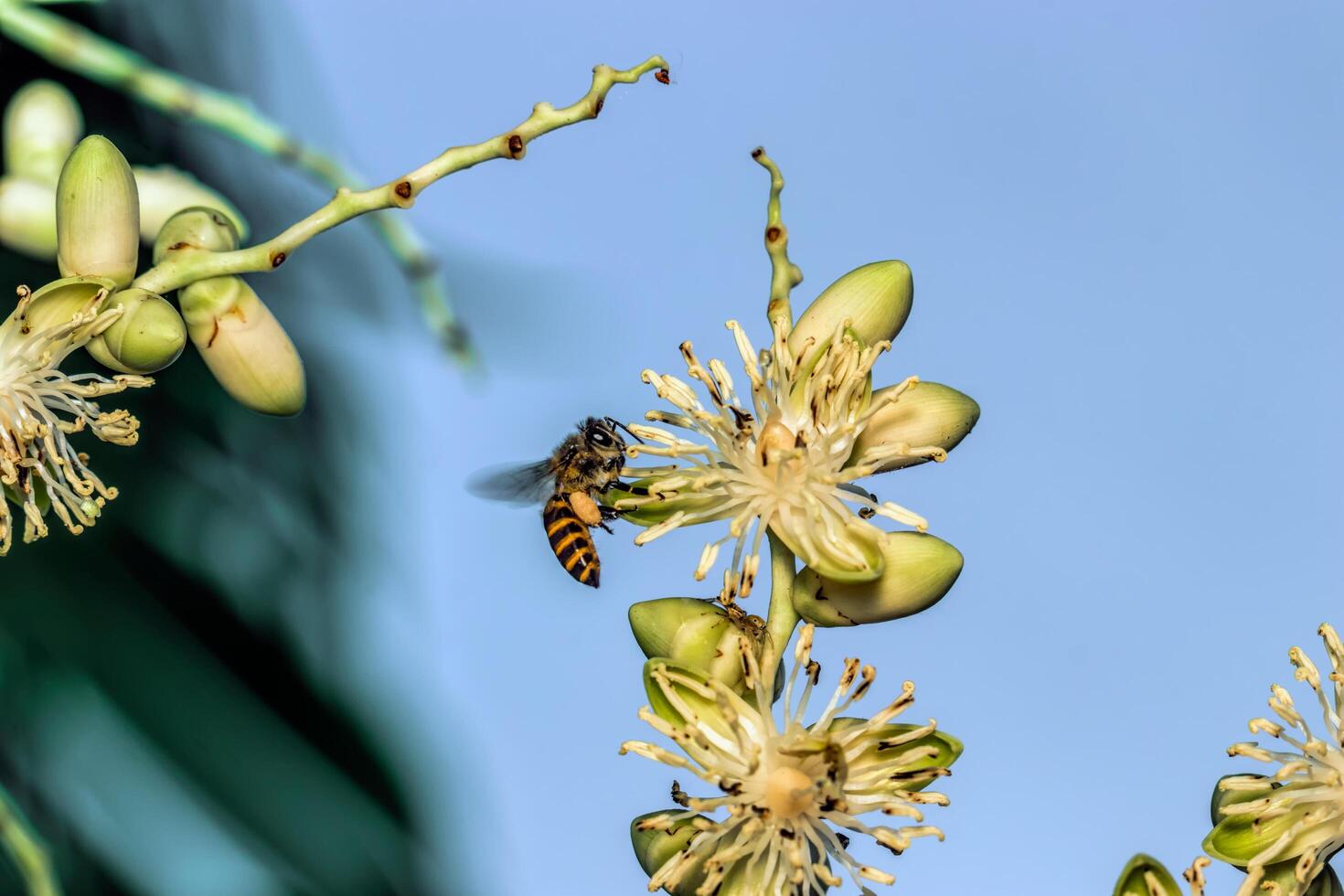 Palm blossoms are blooming and the bees are overrun photo