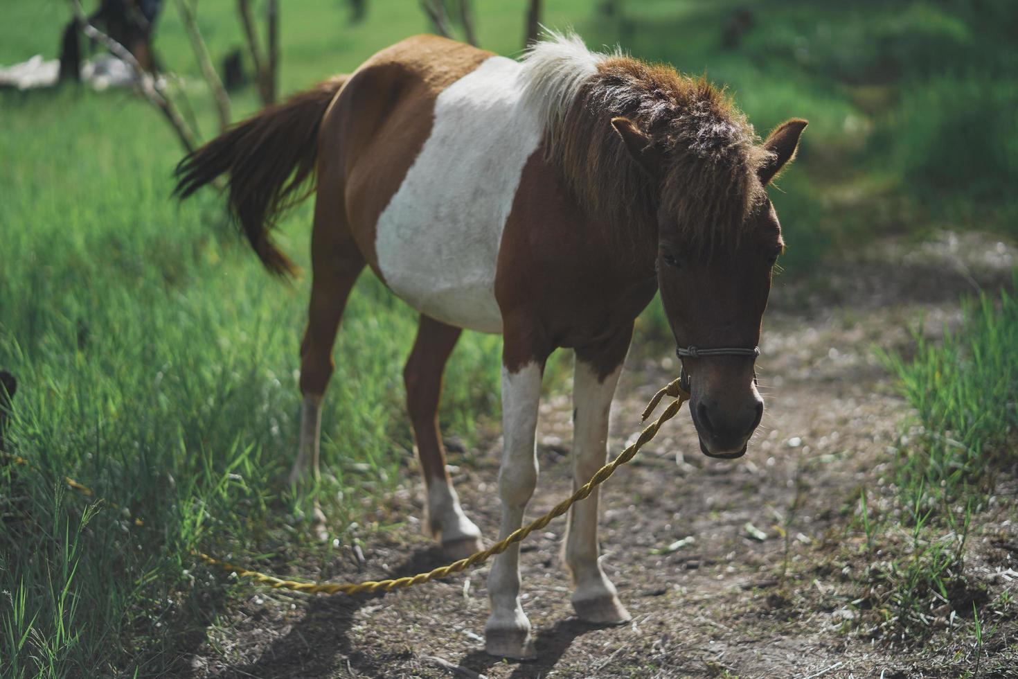 Caballo marrón y blanco atado a una línea improvisada a lo largo del lado de un bosque foto