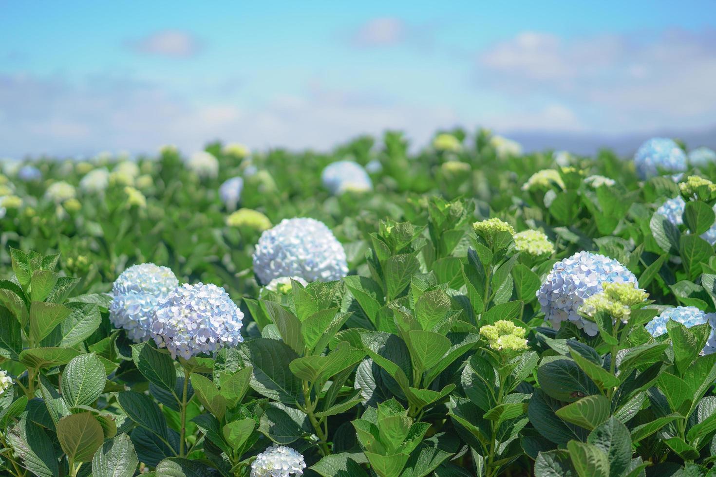 Beautiful Hydrangea Flowers, Hydrangea Macrophylla Blooming in The Garden photo