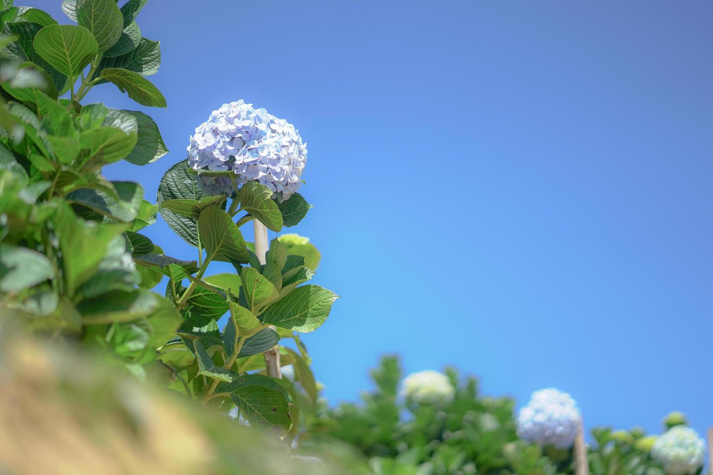 Beautiful Hydrangea Flowers, Hydrangea Macrophylla Blooming in The Garden photo