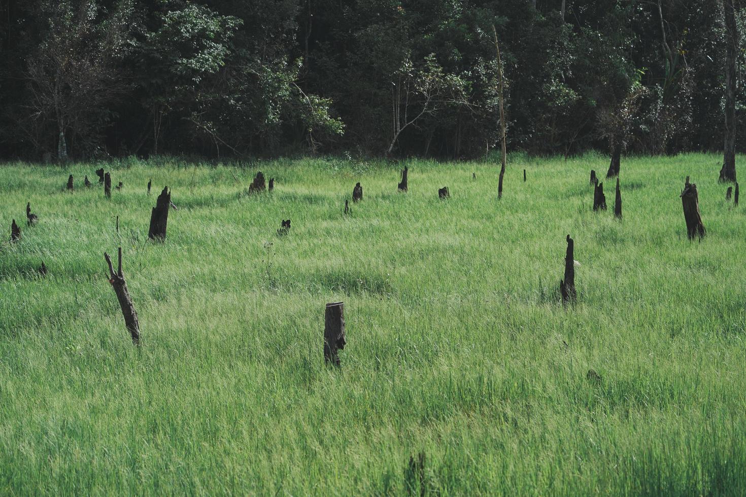 Vista de exuberantes prados y árboles forestales foto