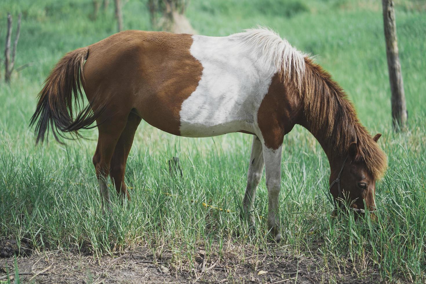 Poni caballo marrón comiendo hierba en la granja foto