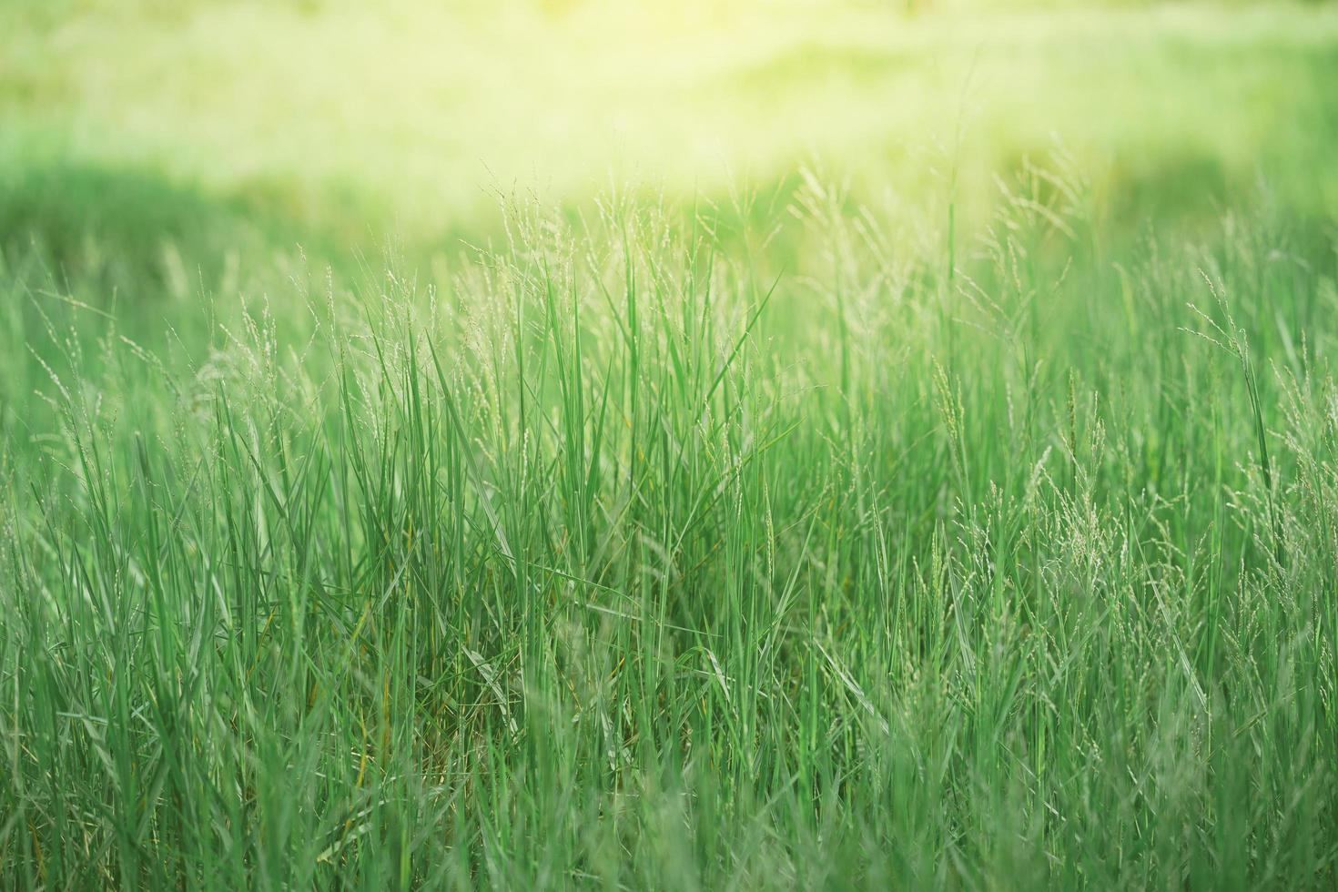 fondo de hierba verde foto