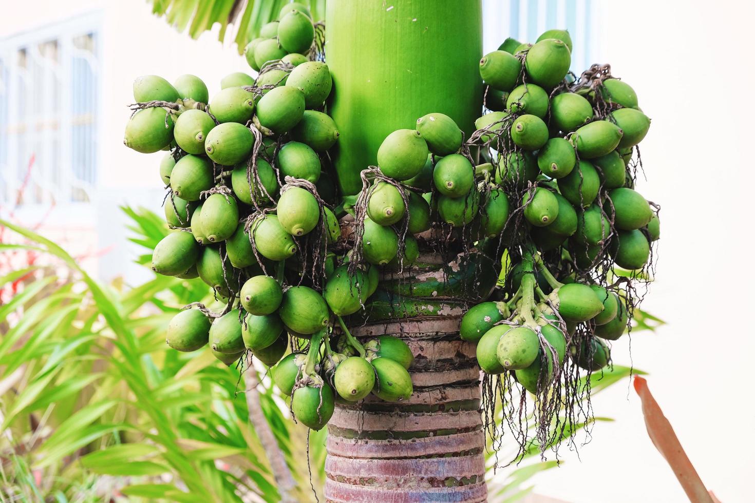 árbol de nuez de betel foto