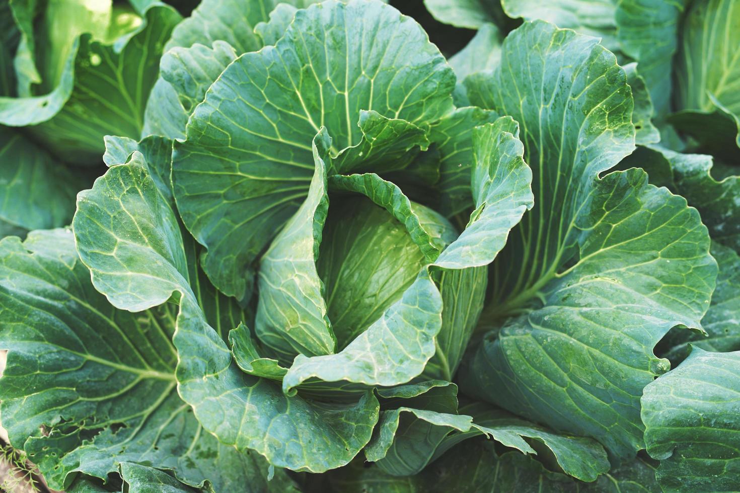 Comida vegetal de repollo orgánico en el jardín de campo foto