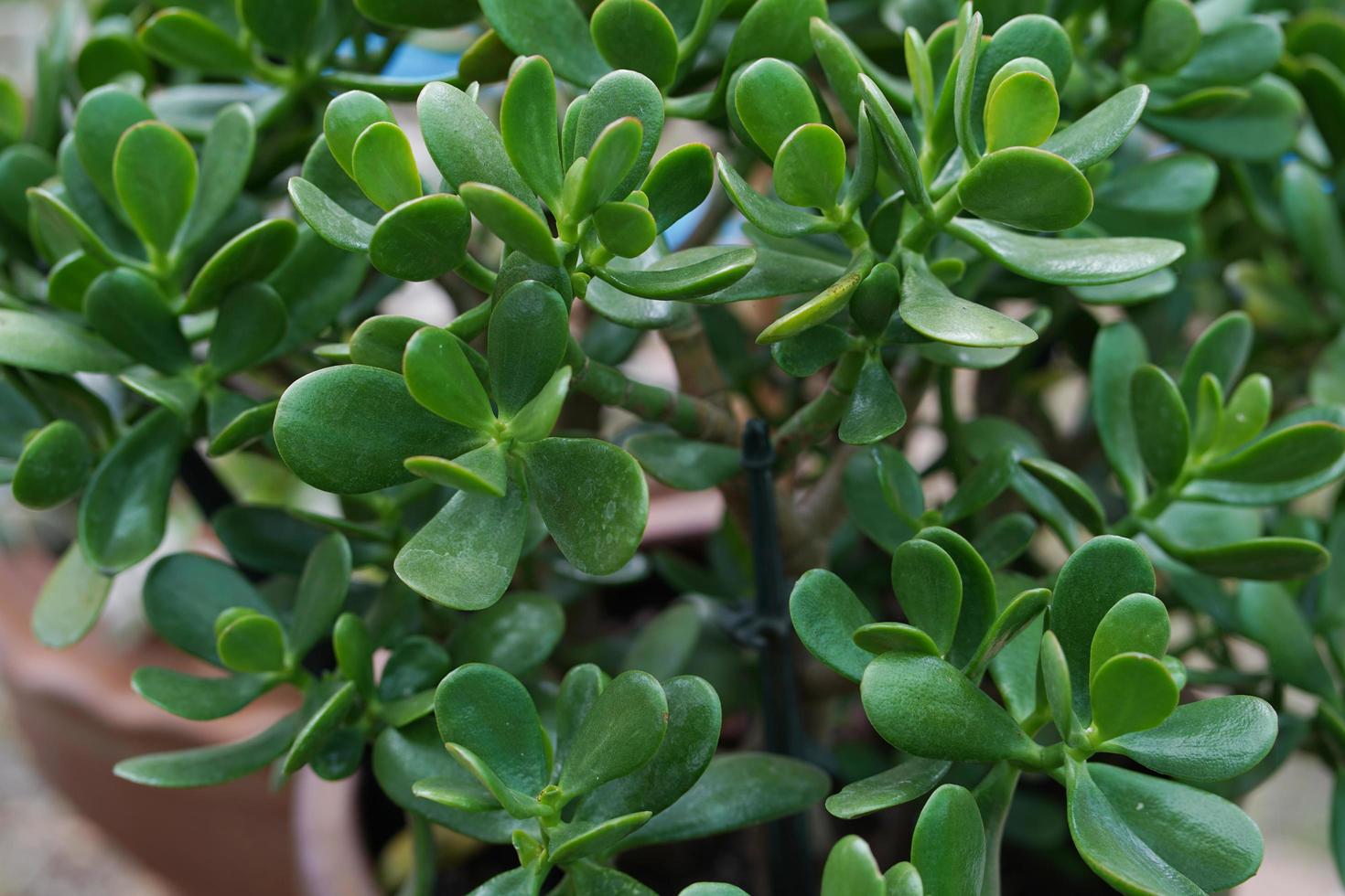 Succulent plant in clay pot photo