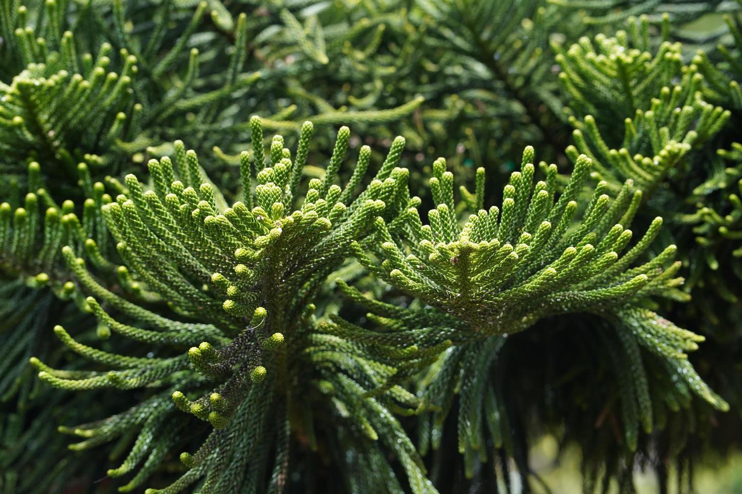 Araucaria Heterophylla Norfolk Island Pine Close up 3549727 Stock Photo at Vecteezy