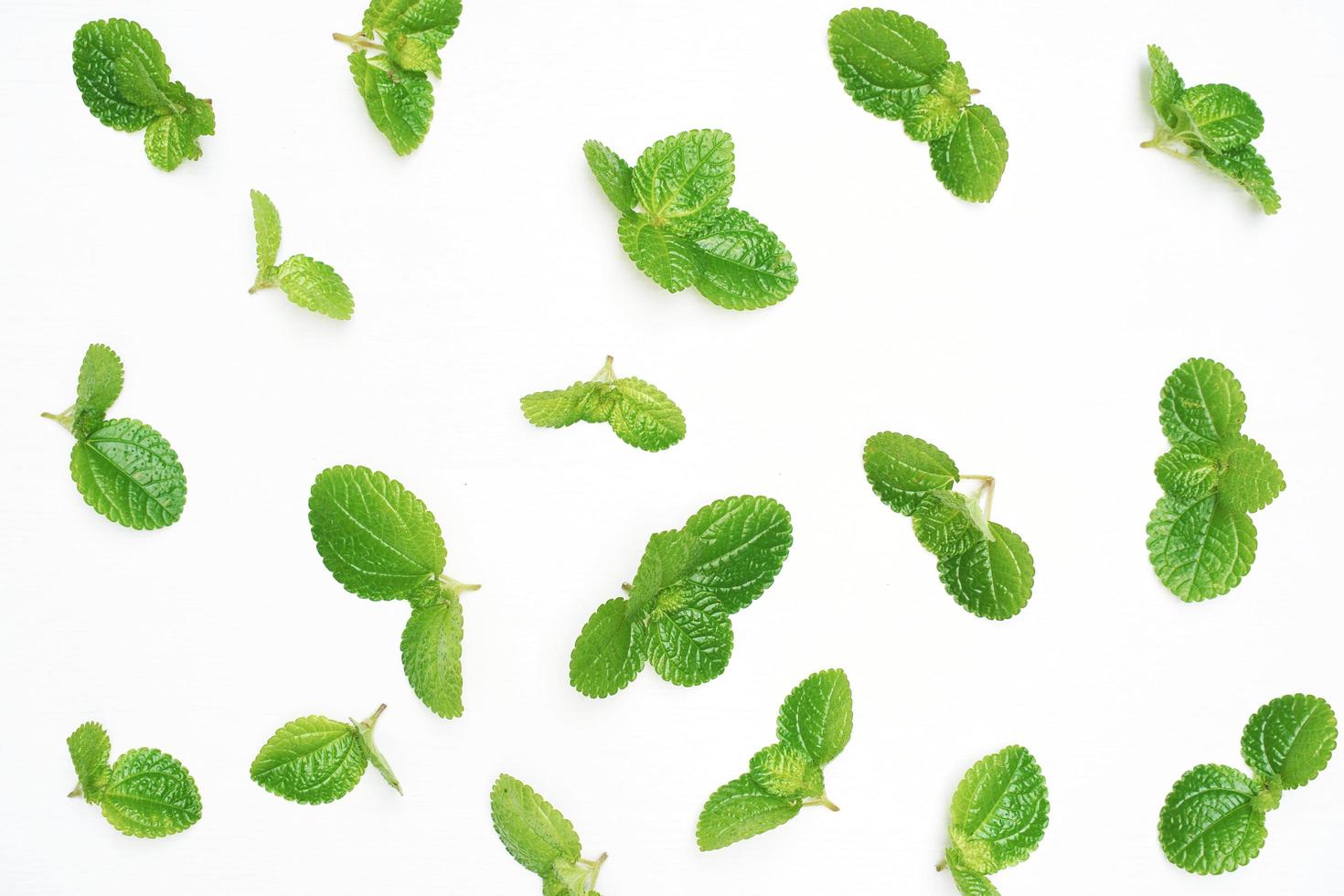 Creeping Charlie Pilea nummulariifolia leaf isolated on white background photo