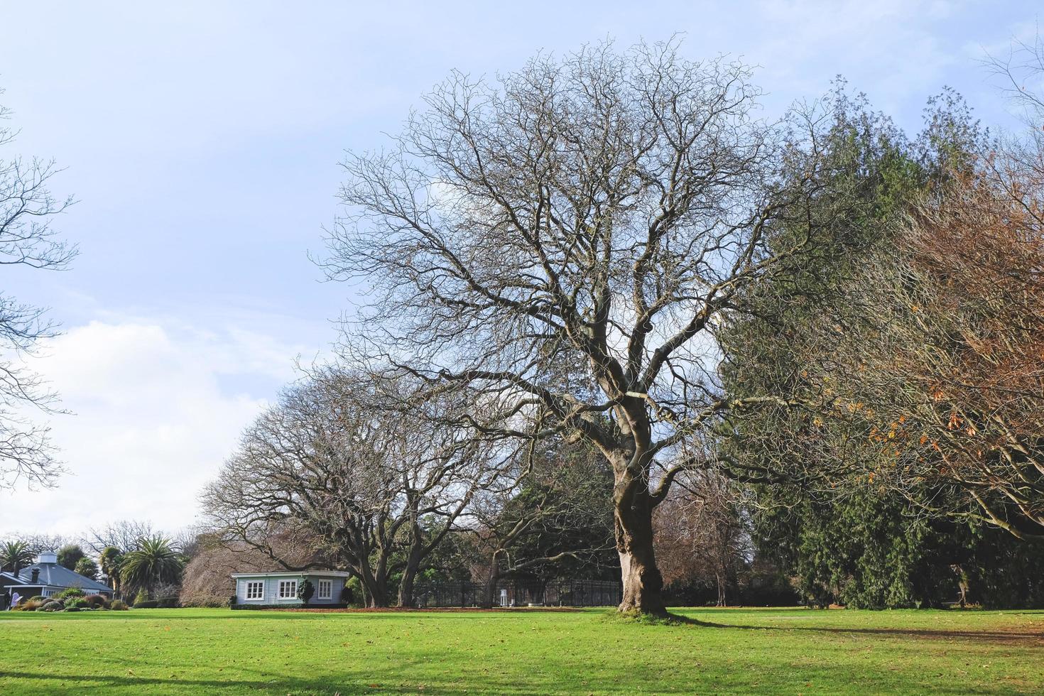 Beautiful green park, Public park with green grass field and tree. Hagley Park in Christchurch, New Zealand photo