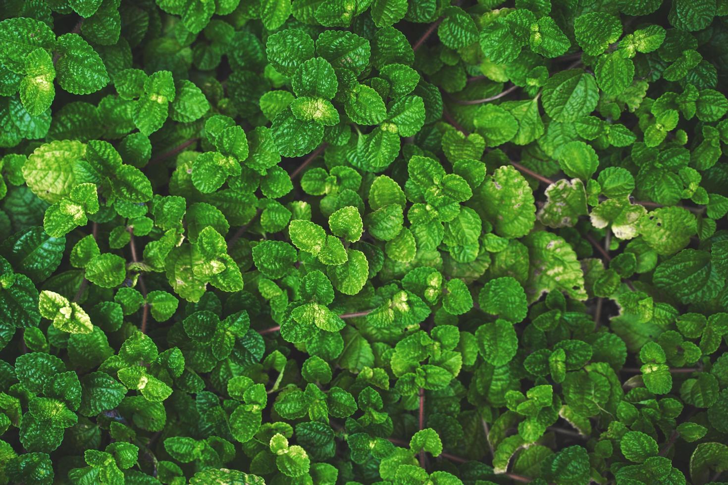 Pilea nummulariifolia Creeping Charlie background photo