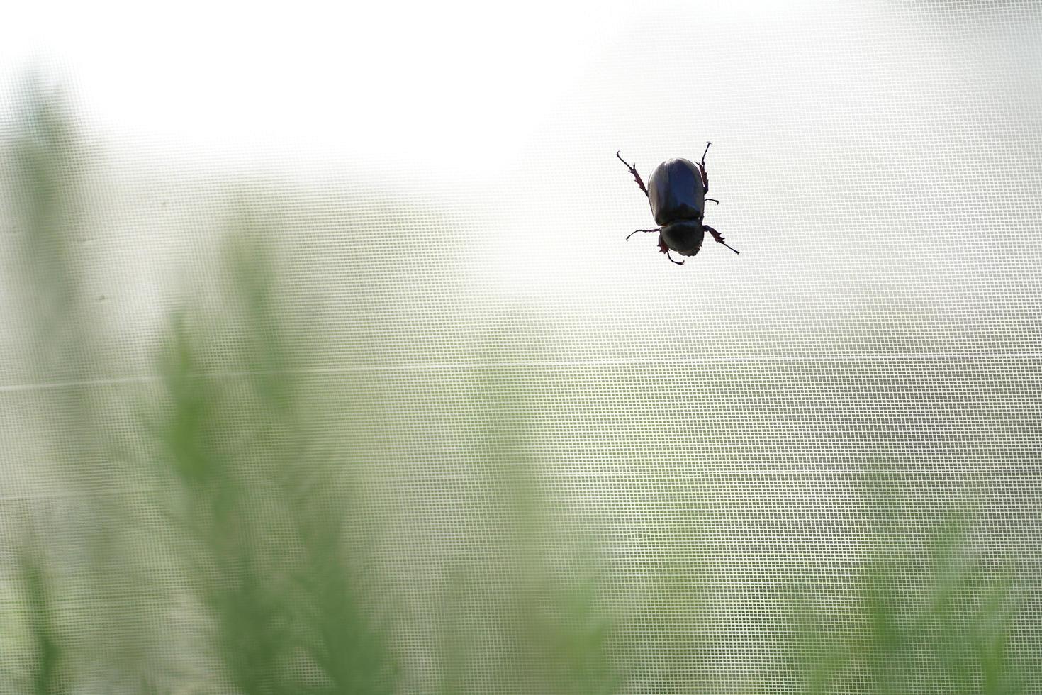 Escarabajo rinoceronte en redes en el jardín foto