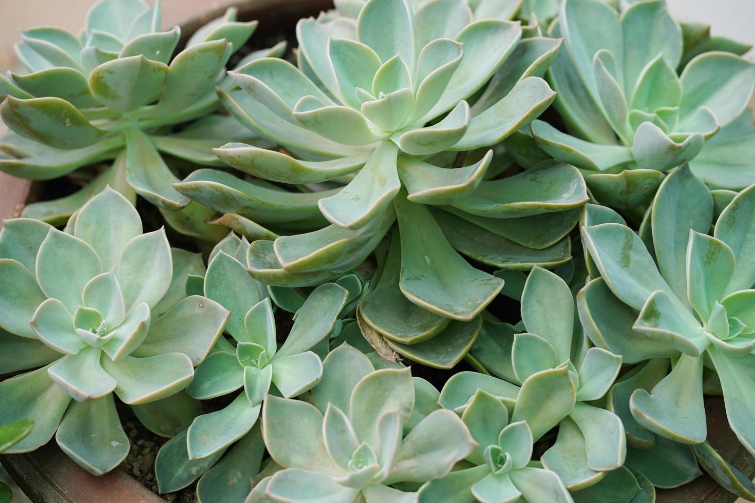 Planta suculenta de echeveria, kalanchoe blossfeldiana foto