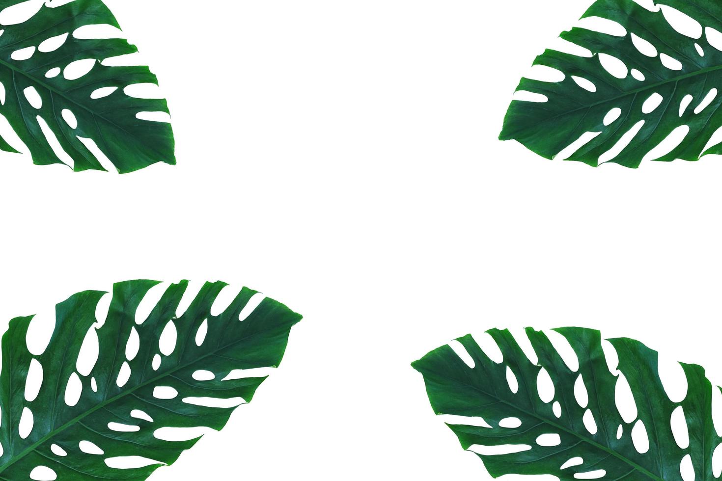 Green tropical leaf, Leaf branches on white background. flat lay, top view photo