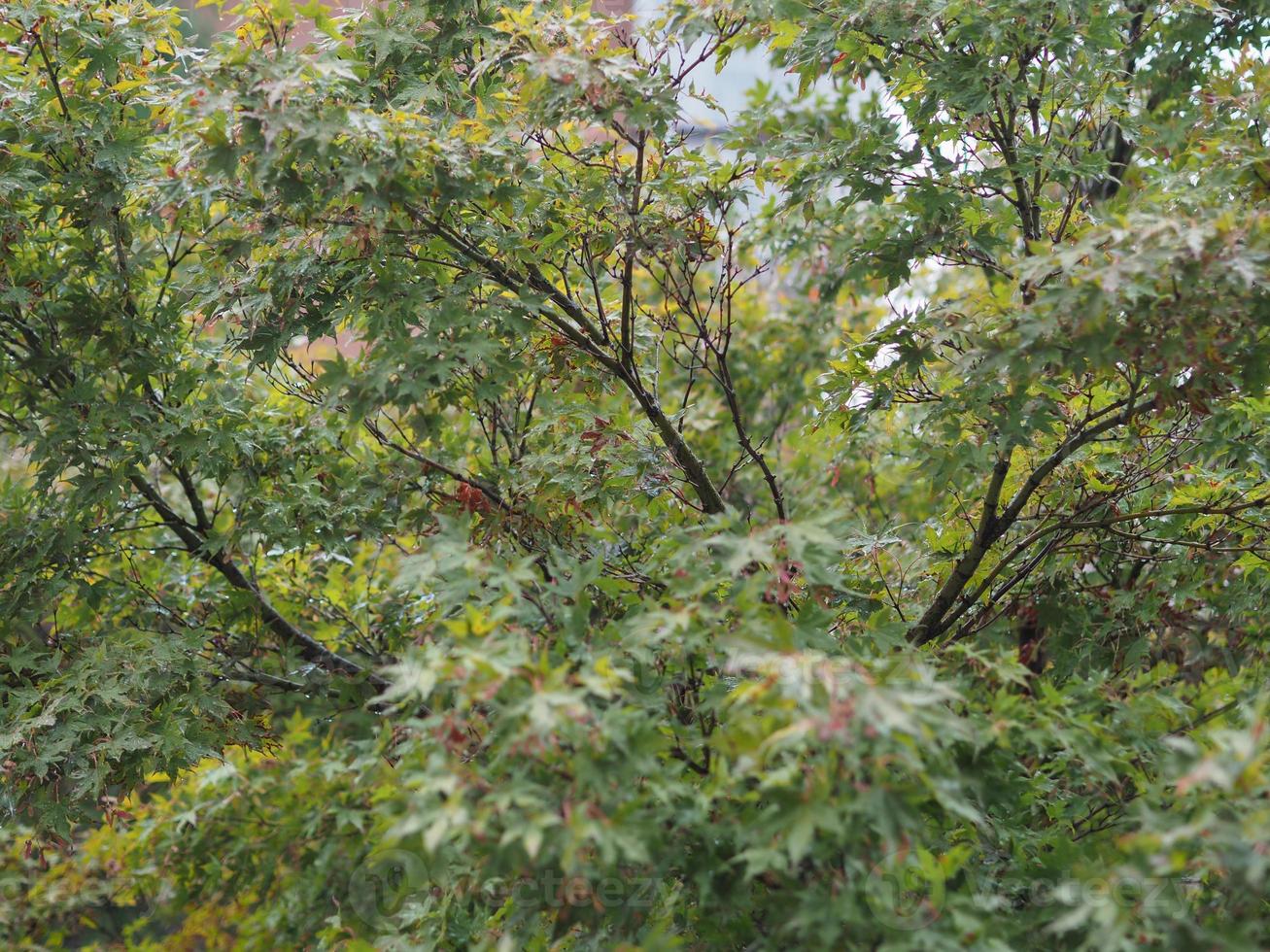 Green leaves texture background photo