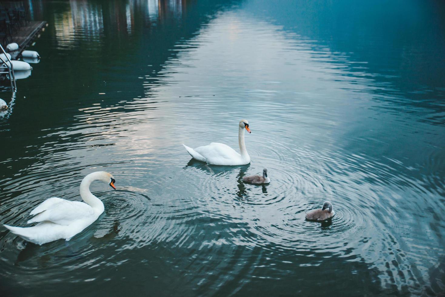 Familia de cisnes en el agua del lago de cerca foto