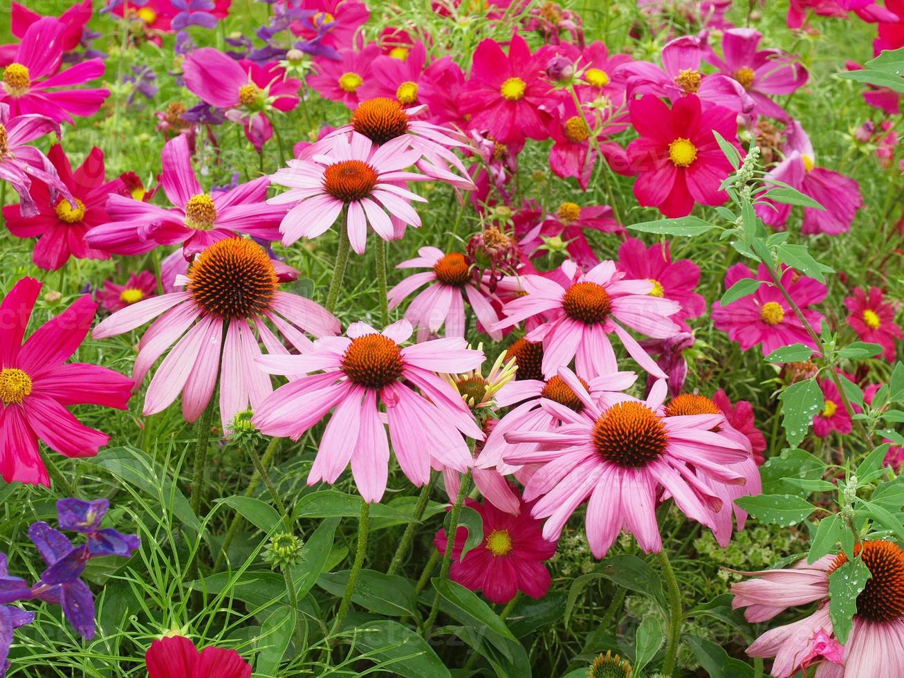 Daisy plant Bellis perennis pink flower photo