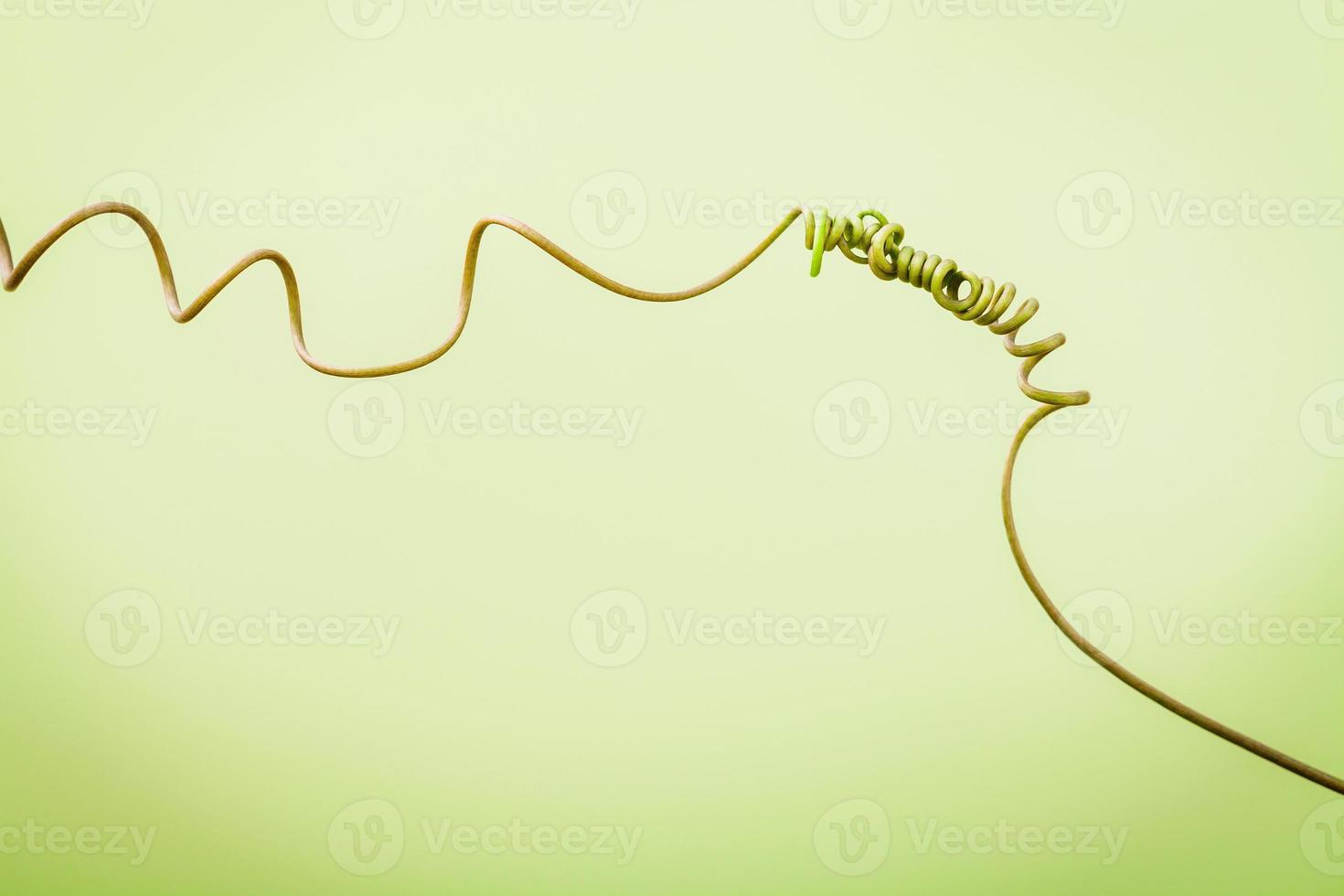 Close up of connected vine on light green background . Connected vine with shallow depth of field. Nature background with vine. Connecting with nature concept. photo