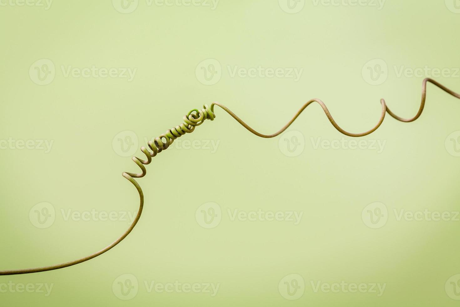 Close up of connected vine on light green background . Connected vine with shallow depth of field. Nature background with vine. Connecting with nature concept. photo