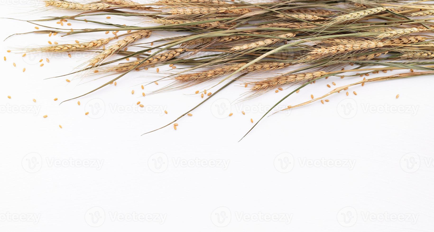 Wheat ears and wheat grains setup  on white wooden background. Top view and copy space. photo