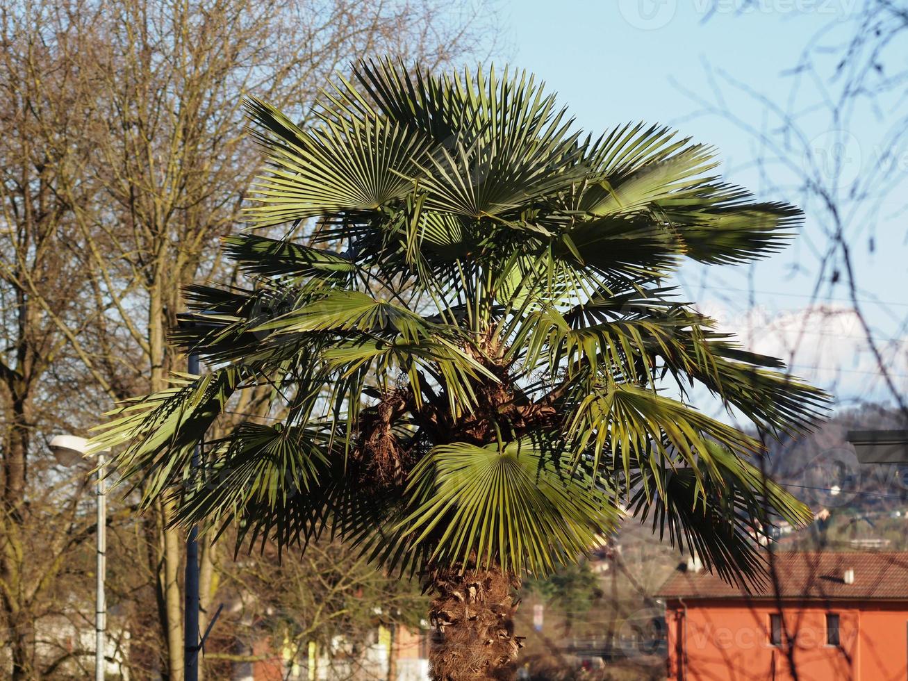 Green palm tree aka Arecaceae photo