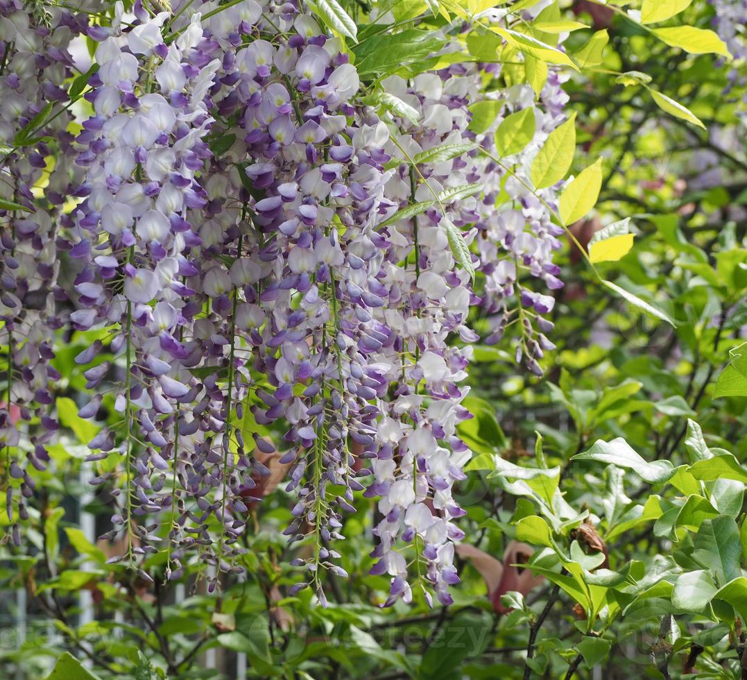 Lilac wisteria aka wistaria or wysteria flower bloom photo