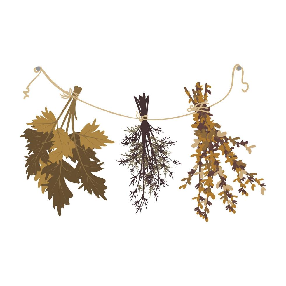Bunches of dried grass hang from rope. Crop supply, bath broom, or witch herb for potion vector