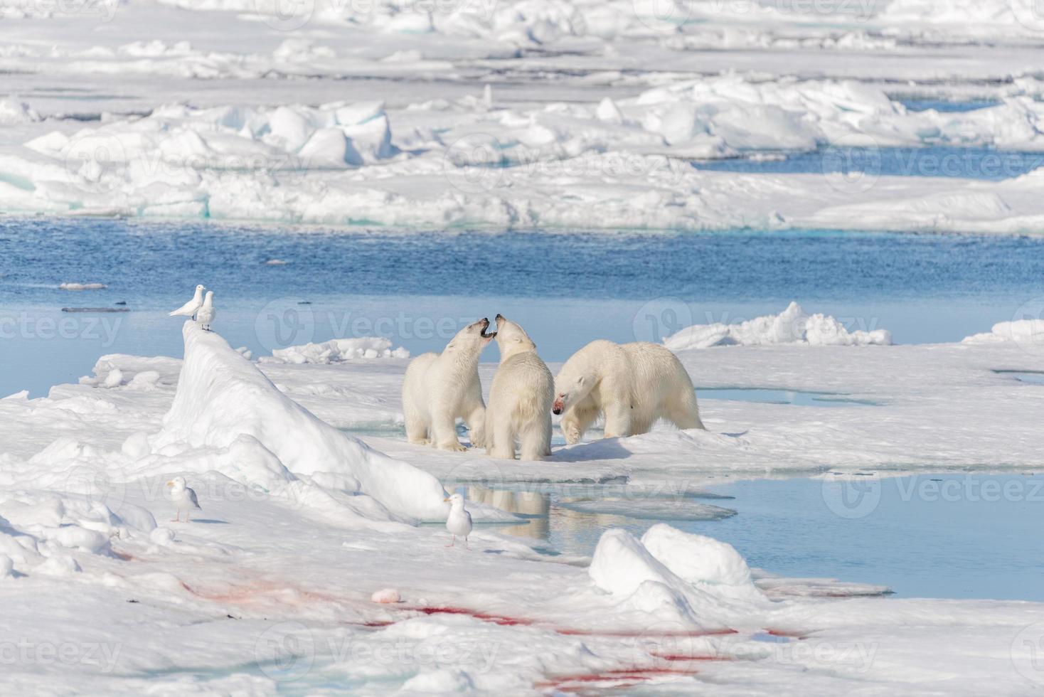Madre de oso polar salvaje y dos cachorros en la banquisa, al norte de Svalbard, Noruega ártica foto