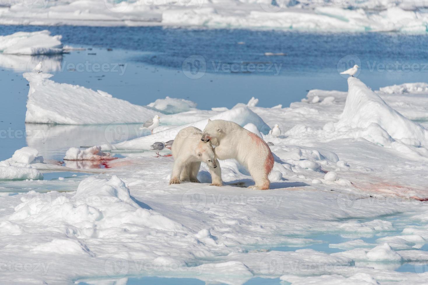 Two young wild polar bear cubs playing on pack ice in Arctic sea, north of Svalbard photo