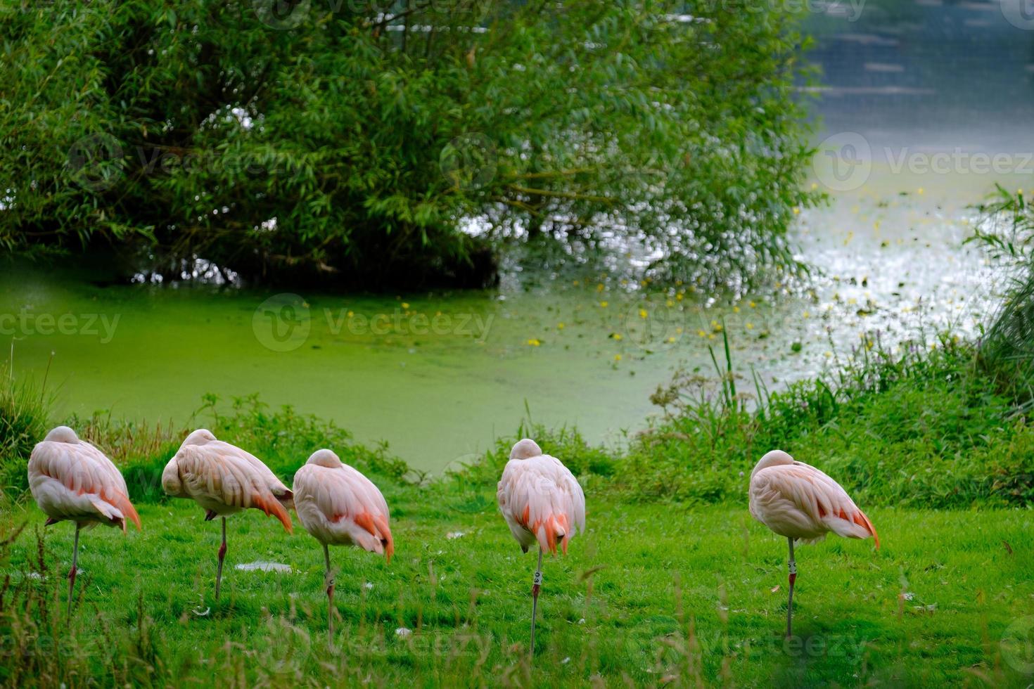 Bandada de flamencos chilenos en las verdes orillas del estanque de peces en el área de Harewood House Trust en West Yorkshire foto