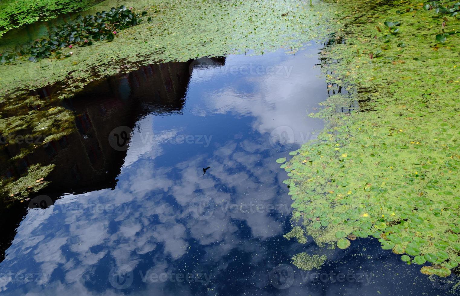 Pond or lake covered with green water lilies and beautiful blue sky and cloud reflecting on the lake water. photo