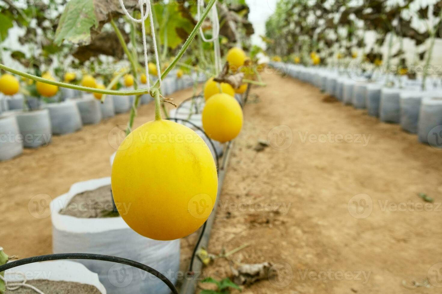 Melons in the greenhouse farm photo