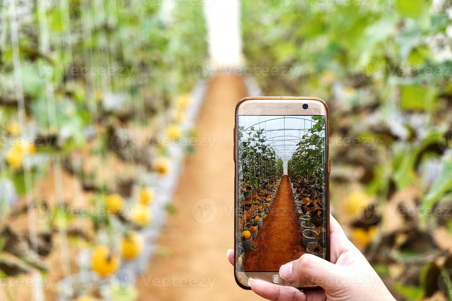 agricultor observando una fotografía de melón archivada en teléfono móvil foto