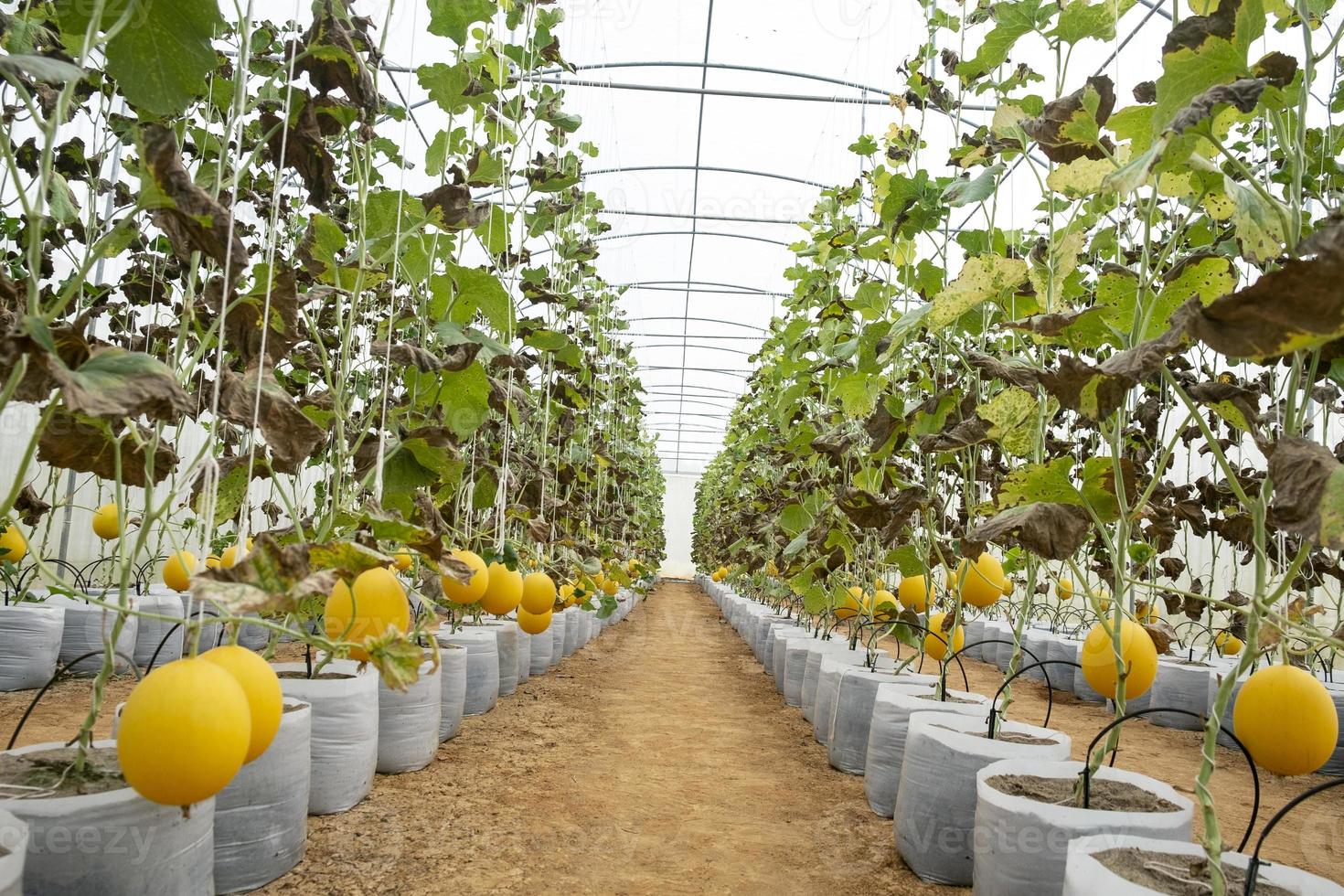 melones en invernadero foto