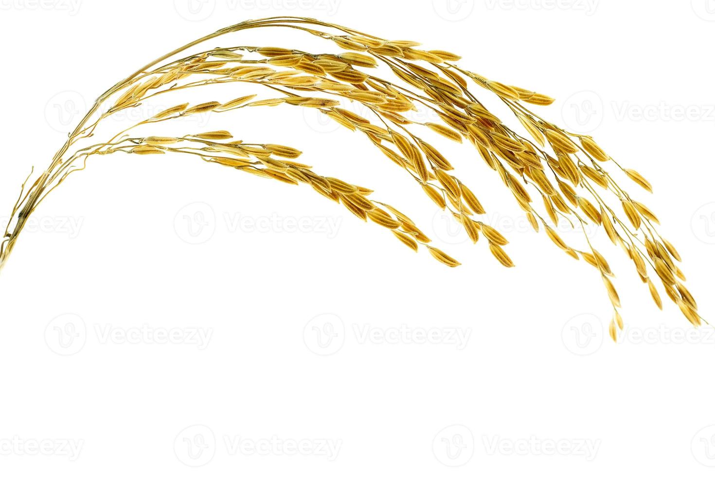 Ear of sticky paddy rice at isolated white background photo