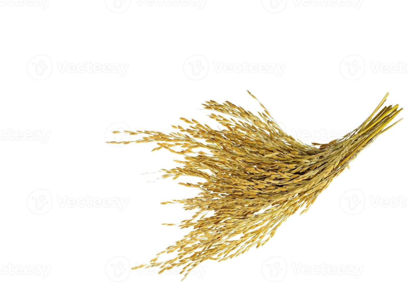 Ear of sticky paddy rice at isolated white background photo