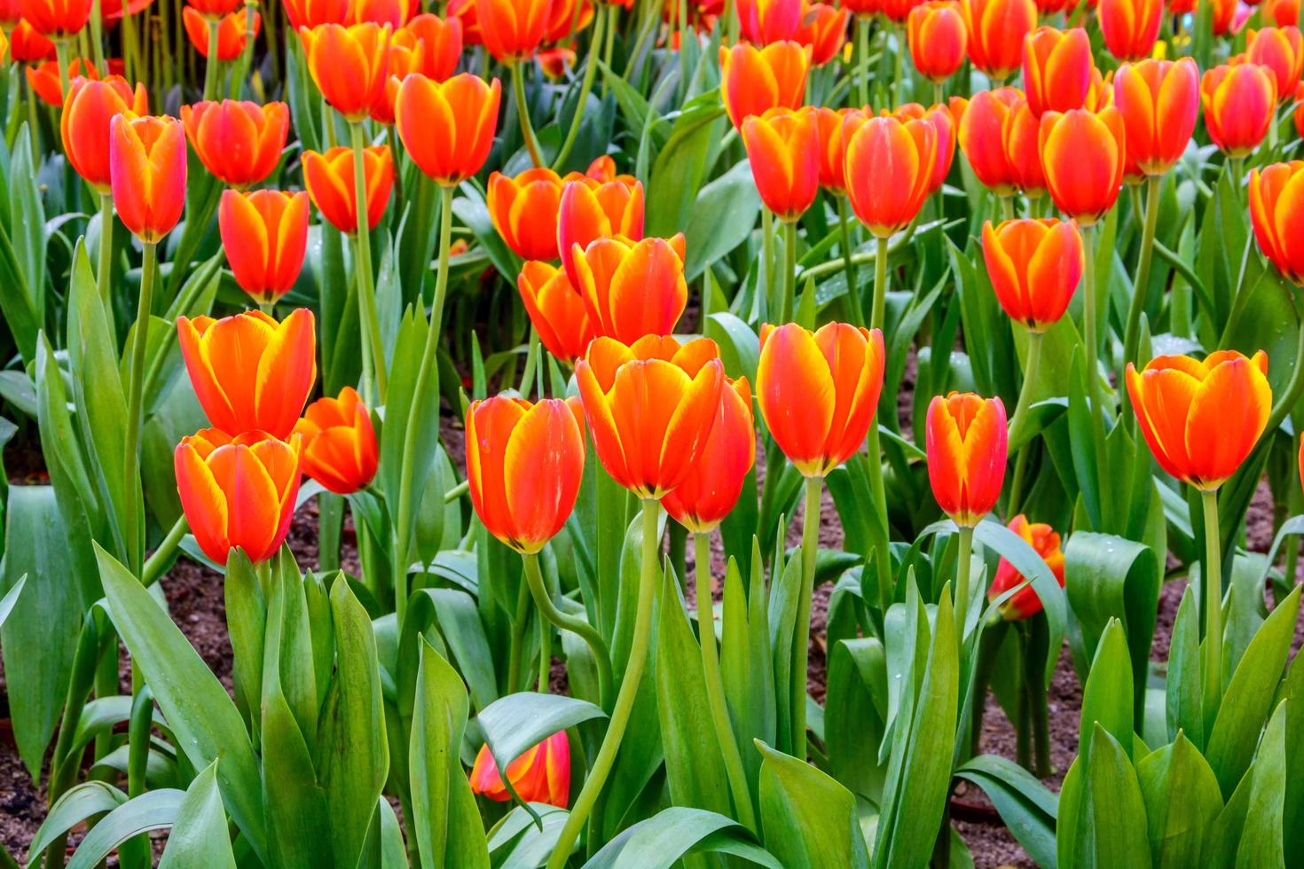 tulipanes de colores en el jardín. foto
