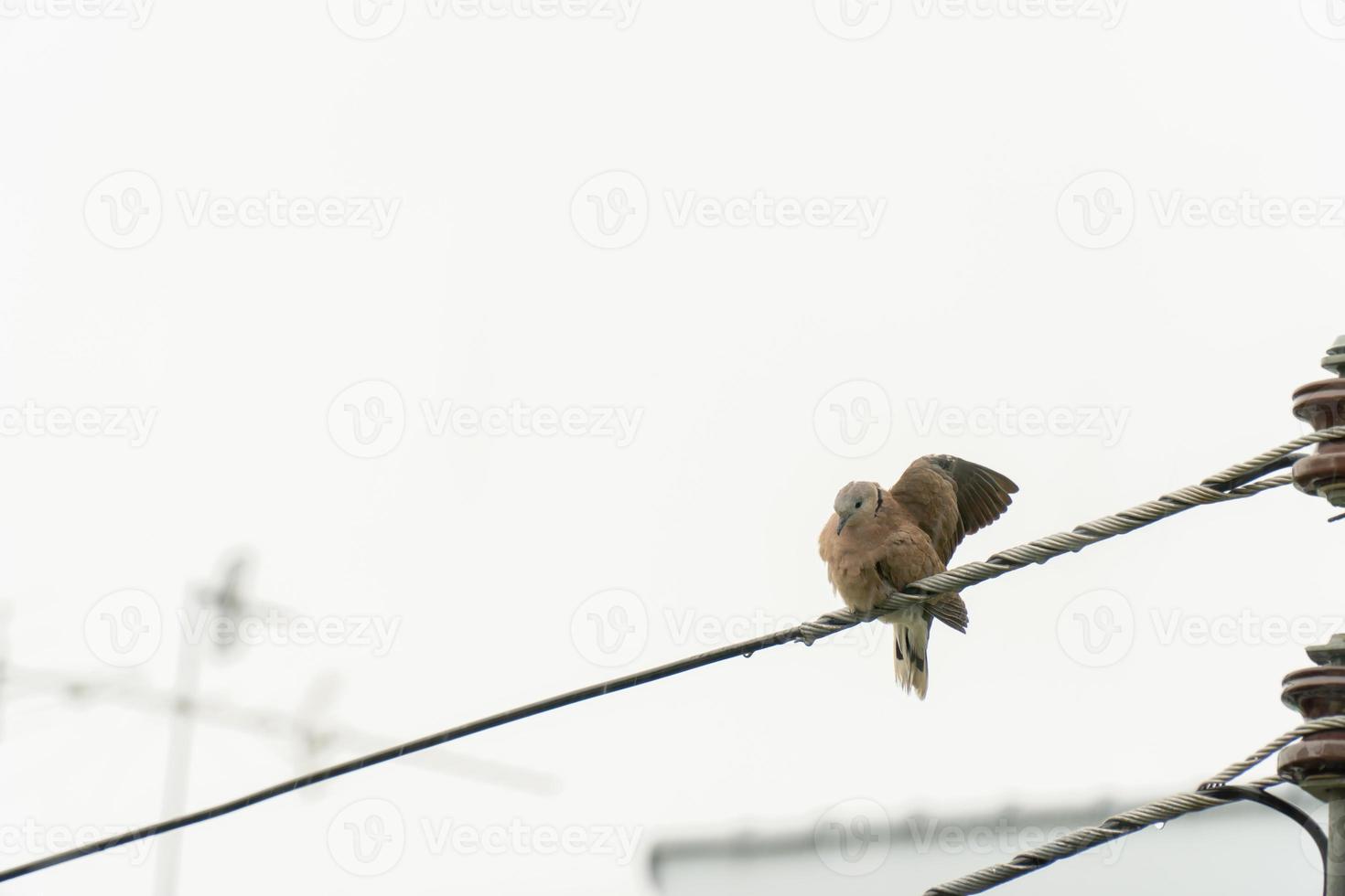 The dove in the city perched on the power line to dry its wings after the rain photo