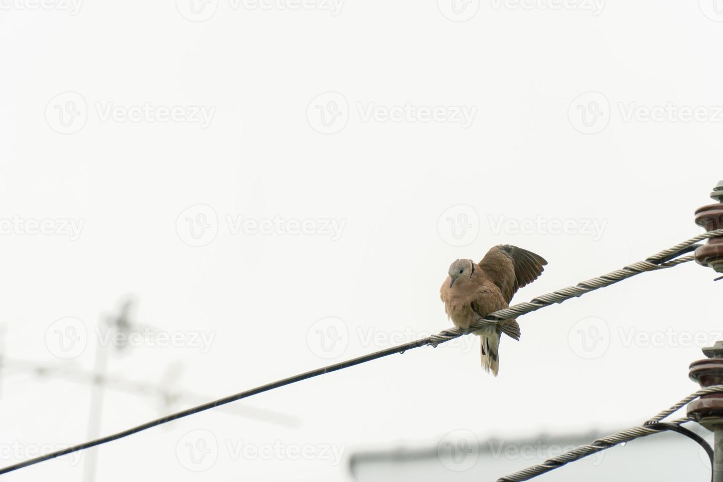 The dove in the city perched on the power line to dry its wings after the rain photo