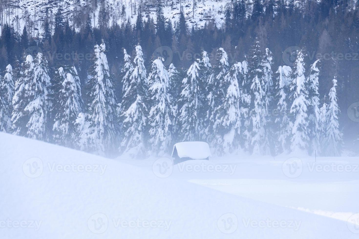 After the snowfall. Last lights of the twilight in Sappada. Magic of the Dolomites photo