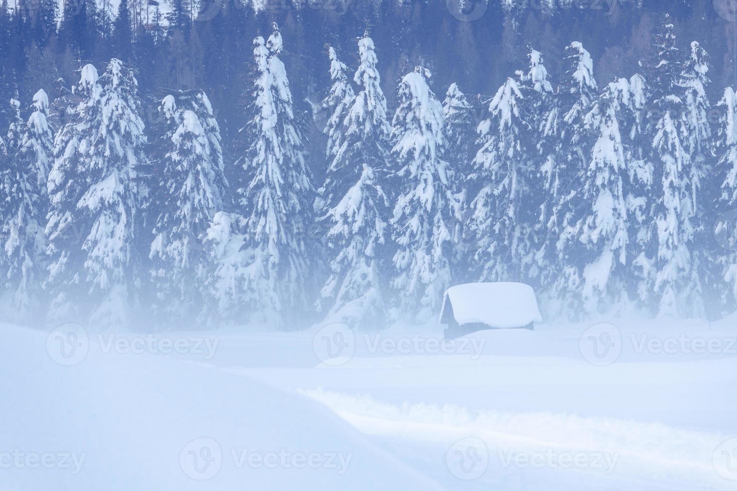 After the snowfall. Last lights of the twilight in Sappada. Magic of the Dolomites photo