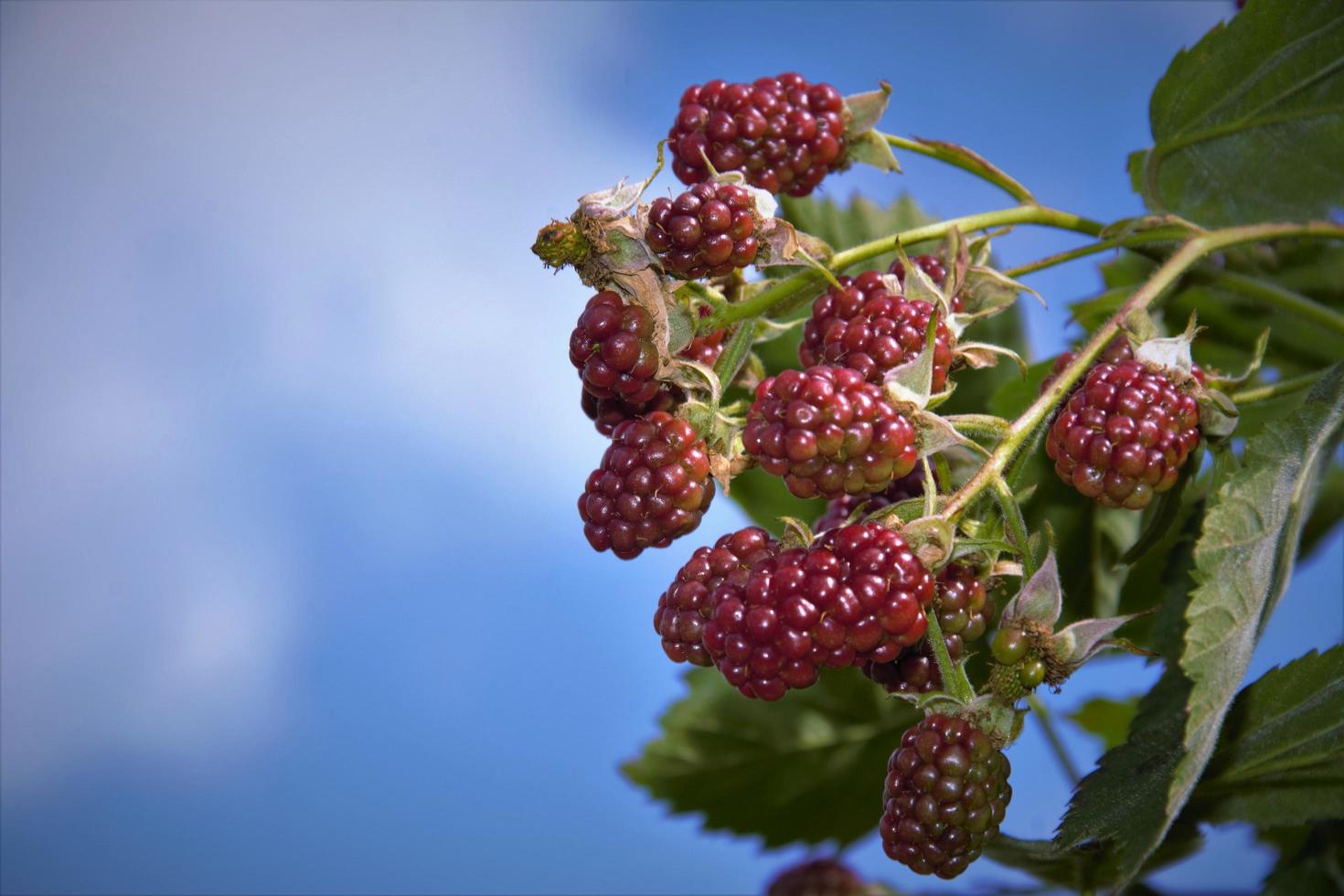 Blackberry bush in the garden photo