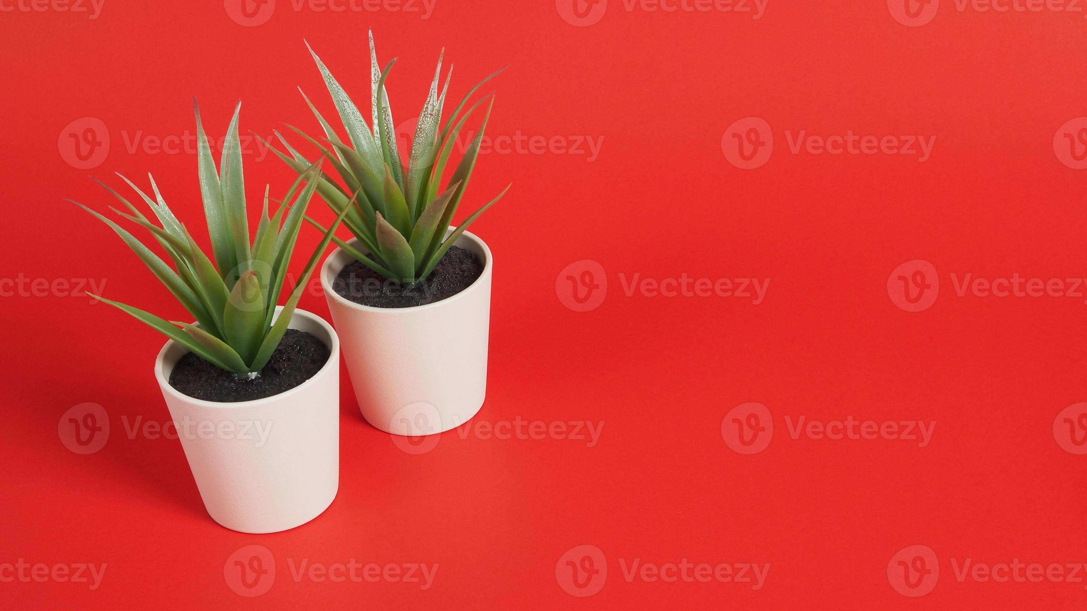 Artificial cactus plants or plastic or fake tree on red background