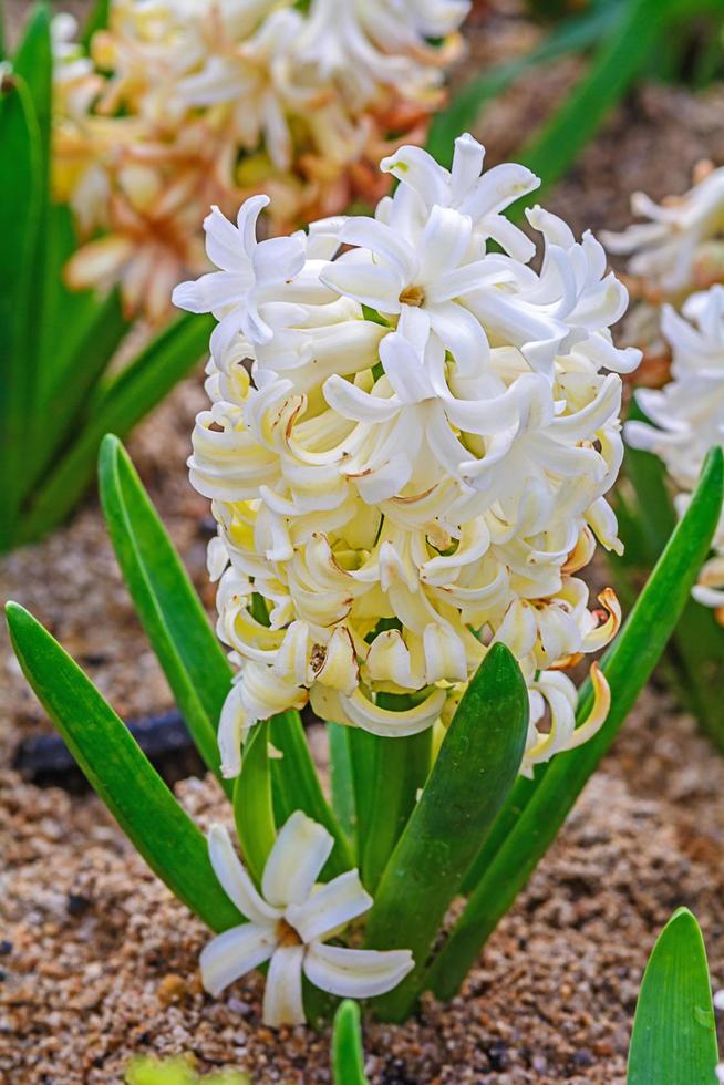 White hyacinths flower bloom in garden photo