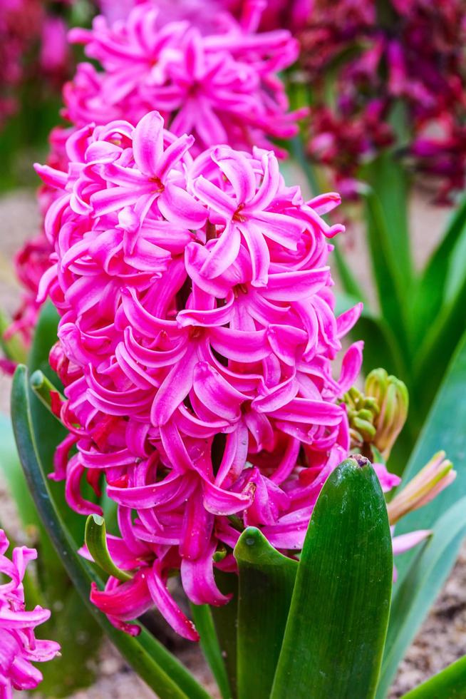 Pink hyacinths flower bloom in garden photo