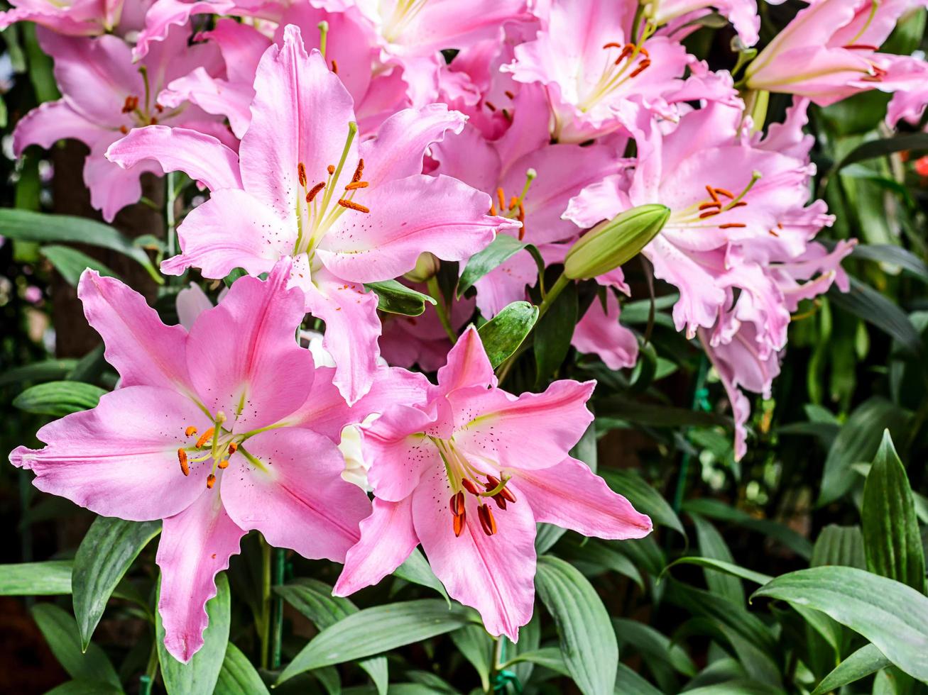 Lily flower bloom in garden photo