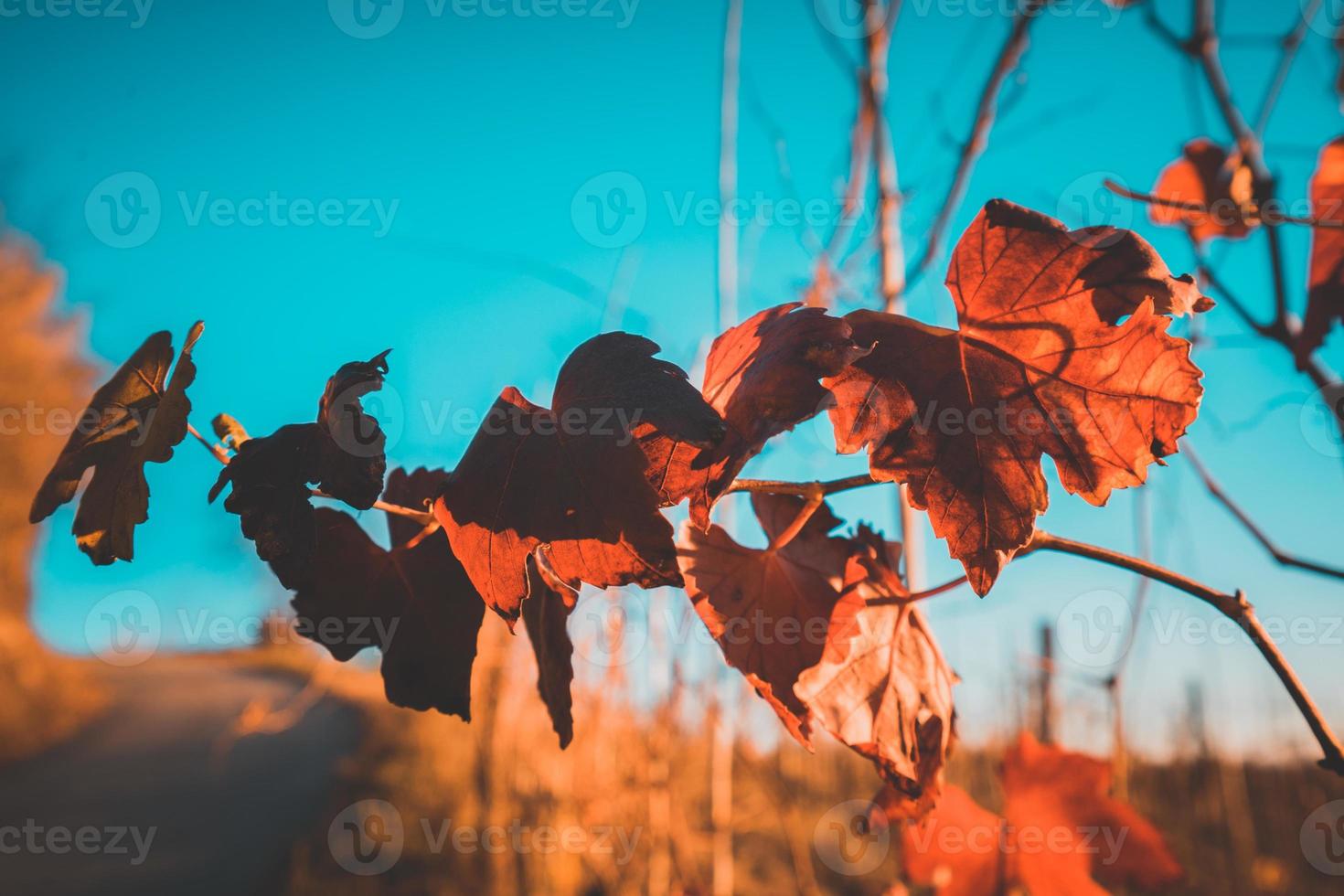 Autumn orange and red leaves photo