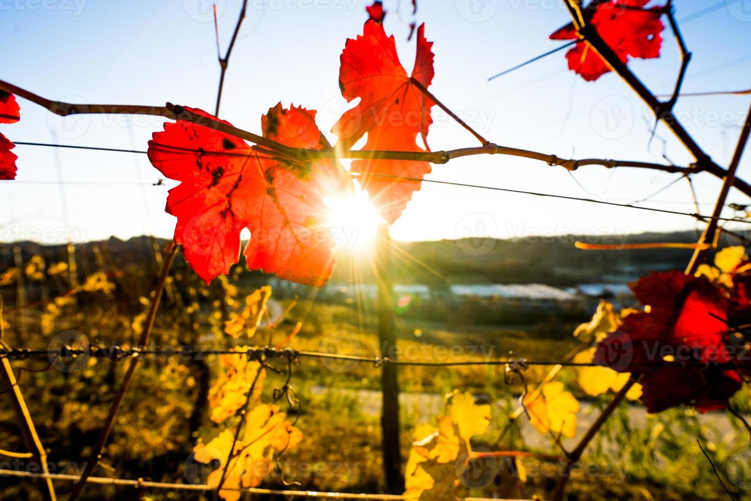 Autumn orange and red leaves photo