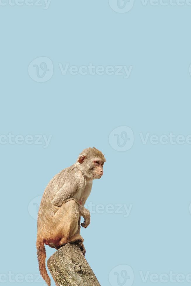 Cover page with a portrait of curious wondered macaque at blue sky solid background with copy space. Concept wildlife conservation and biodiversity. photo