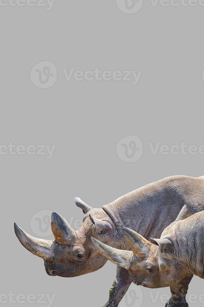 Cover page with two huge and old African rhinos with big horns at grey background with copy space for text, closeup, details. photo